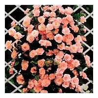 climbing rose climbing rose
